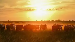 Несуществующий скот прививали в Костанайской области