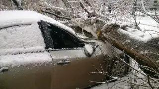 Дерево упало на машину: акимат возместит казахстанцу ущерб