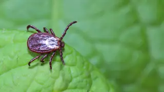 Жителей Алматы предупредили о начале обработки против клещей