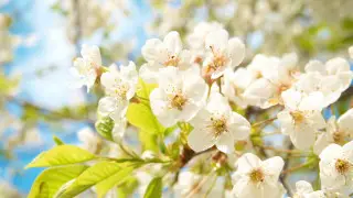 Жаркий апрель пообещали синоптики казахстанцам