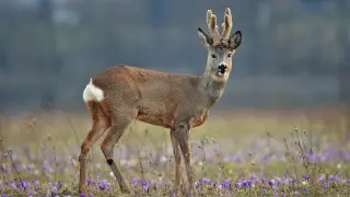 Ночные морозы, туманы и грозы: погода в Казахстане на сегодня, 2 апреля