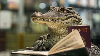 Крокодила по кличке Бакс не пустили в Казахстан