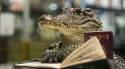 Крокодила по кличке Бакс не пустили в Казахстан