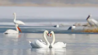 Краснокнижные птицы прилетели в Астану: фото