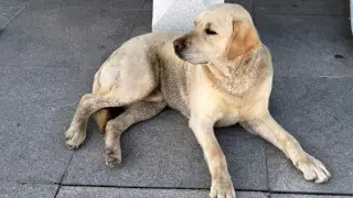 "Кого-то ждет": свой "Хатико" появился в аэропорту Актобе