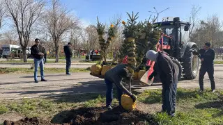Более 90 тысяч саженцев посадят в городах и районах Карагандинской области