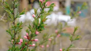 От 5 мороза до 33 жары: погода в Казахстане на сегодня, 24 апреля