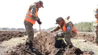 В Караганде восстанавливают выгоревший лес