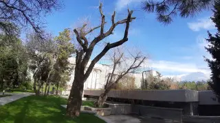 "Жалко ивы": реконструкция сквера у Центрального музея ужаснула алматинцев