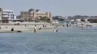 Жителей Актау возмутило купание собак и лошадей в море