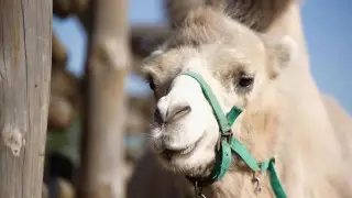 Фермеры Мангистау сообщают о падеже верблюжат из-за клещей