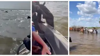 Табун лошадей едва не ушел под воду в Западно-Казахстанской области