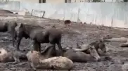 Жуткое видео с животными сняли в поселке под Алматы