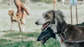 Изменились стандарты казахских пород собак