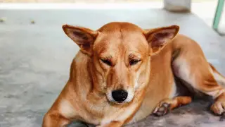 Переехавший собаку на глазах у людей депутат заплатит 18 тысяч тенге