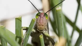 Массовый вылет итальянской саранчи ожидают в Атырауской области