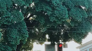 90-летнее дерево в Алматы стало звездой Казнета