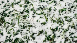 "За несколько дней до лета": снегом засыпало село в Туркестанской области