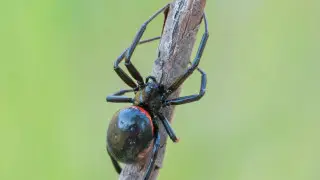 "Каракурт?" Испугавшего алматинцев паука прокомментировал зоолог