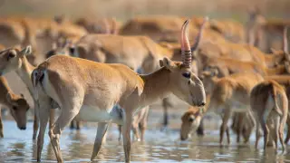 В Казахстане количество сайгаков приблизилось к трем миллионам особей