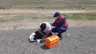 В крупном ДТП близ Балхаша пострадали 11 человек