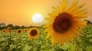 "40 дней жары до 50 градусов": на WhatsApp-рассылку ответили синоптики