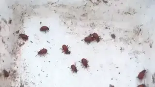 "Их очень много, едят все подряд". В Семее жители жалуются на нашествие красных жуков