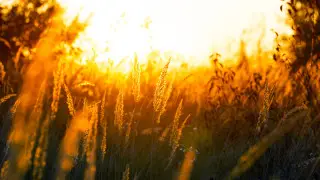 Жара до 43 градусов ожидается в Казахстане