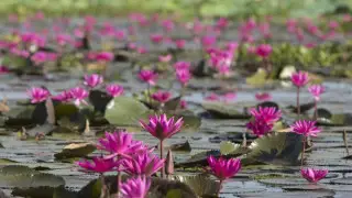 Насекомые уничтожили красивейшую природную достопримечательность