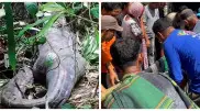 Гигантский питон проглотил женщину в Индонезии