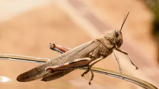 Невидимые враги: какие виды саранчи угрожают полям в Казахстане
