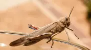 Невидимые враги: какие виды саранчи угрожают полям в Казахстане