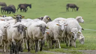 Глава кооператива "одолжил" 50 миллионов тенге субсидий, чтобы на них заработать