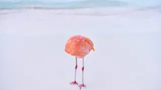 Настоящий снимок победил в конкурсе фото, созданных ИИ