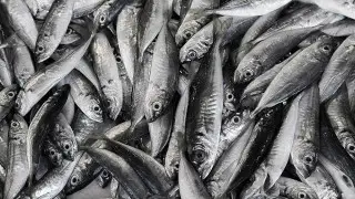 Ученые выяснили, что произойдет, если по примеру японцев есть мелкую рыбу целиком