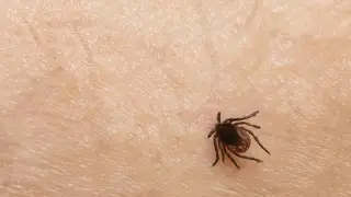 Казахстанцам напомнили правило четырех дней при укусе клещей