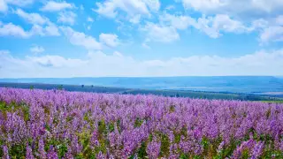 Туман, грозы и жара до 43 градусов: погода в Казахстане на сегодня, 5 июля