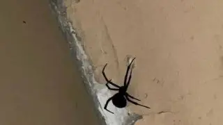 Актаусцы начали находить каракуртов в квартирах: чем это опасно