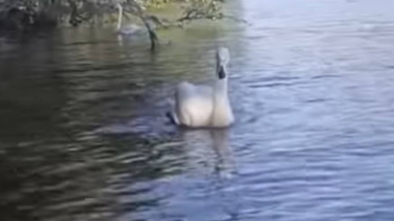 Кадры из видео