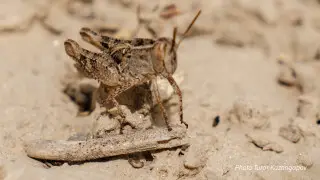 Масштабы распространения саранчи назвали в Казахстане