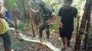 Пропавшую мать пятерых детей нашли в пасти у питона