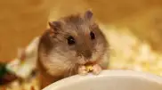 В Германии 2,5 миллиона евро потратят на переезд хомяков