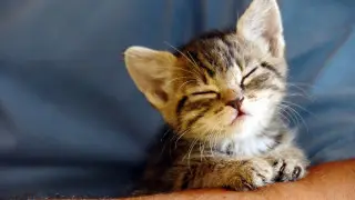 "Застрял головой в батарее": котенка освободили спасатели в Кокшетау