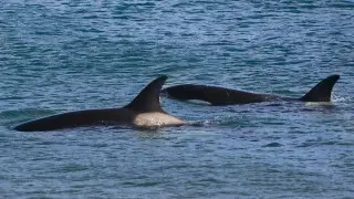 Косатки потопили парусную яхту с людьми на борту