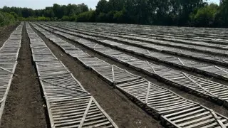 В нацпарке "Бурабай" показали, как зарождается лес