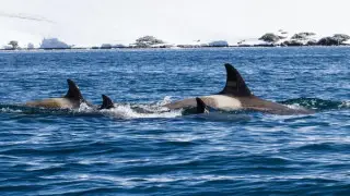 Косатки потопили яхту за 60 миллионов у берегов Испании