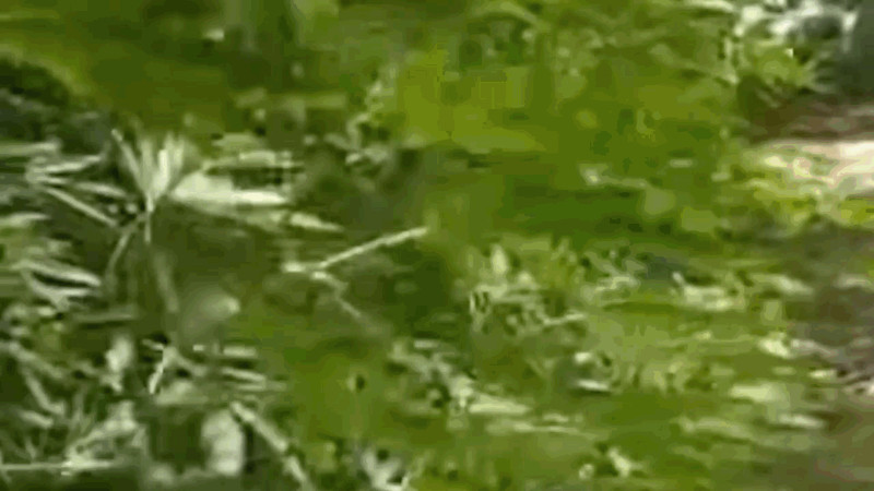 Кадры из видео