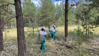 "Таза Қазақстан": В Карагандинской области прошла акция "Чистый лес"