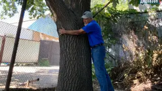 "Бери пилу и спиливай": казахстанец вступился за полувековое дерево