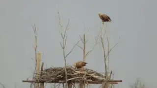 "Редкие птицы": место гнездования орланов-белохвостов восстановили в Казахстане